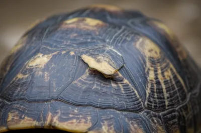 Illustration scute - Image 1