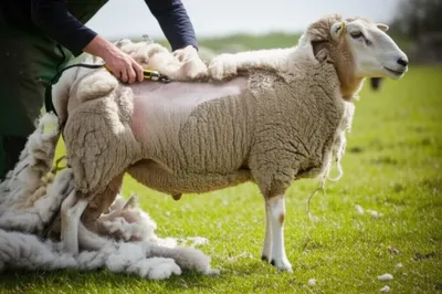 Illustration shore - Image 1