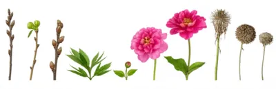 Illustration flower - Image 1