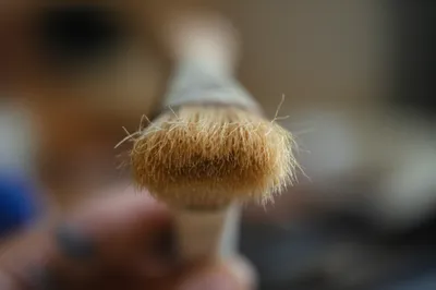 Illustration bristle - Image 1