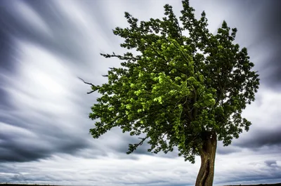 Illustration steadies - Image 1