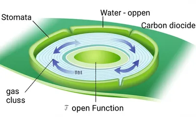 Illustration stomates - Image 1