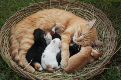 Illustration litter - Image 1