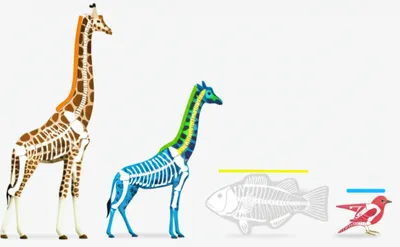 Illustration parameter - Image 1