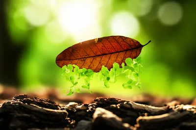 Illustration rejuvenate