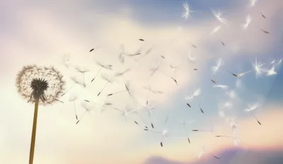 Illustration softer - Image 1