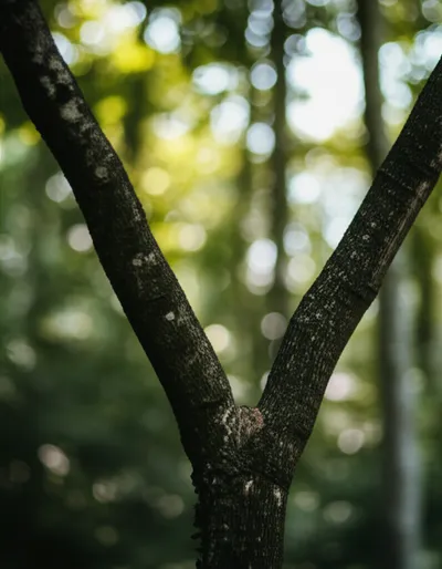 Illustration prongs - Image 1