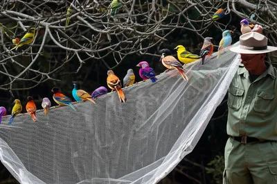 Illustration roosts - Image 1