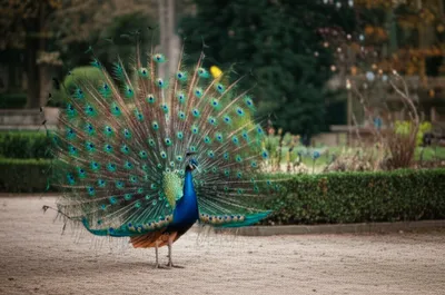 Illustration dandy - Image 1