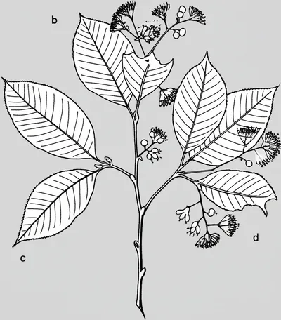 Illustration elm - Image 1
