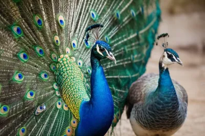 Illustration peafowl