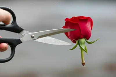 Illustration snipping - Image 1