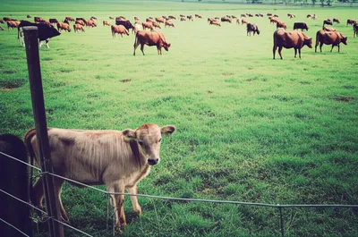 Illustration cull - Image 1