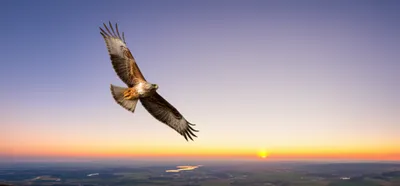 Illustration career - Image 1