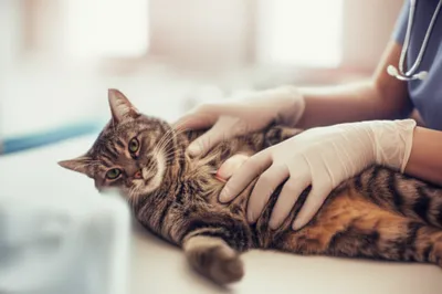 Illustration spay - Image 1