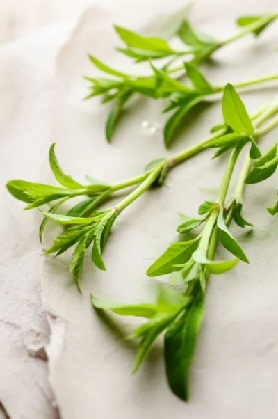 Illustration sprigs - Image 1