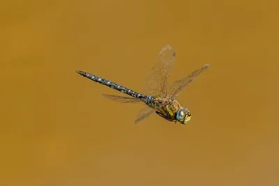 Illustration darner - Image 2