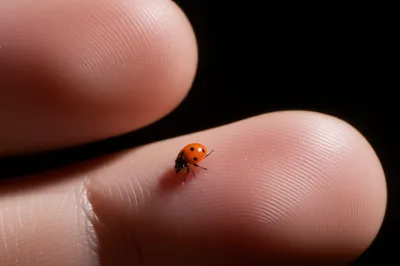 Illustration tiny - Image 1