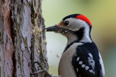 Illustration tapping - Image 1