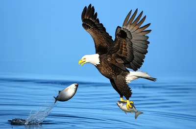 Illustration predation - Image 1