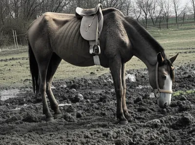 Illustration plugs - Image 1