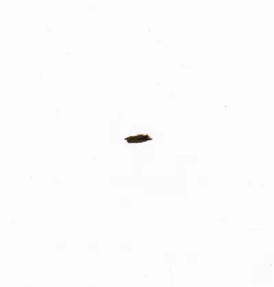 Illustration shives - Image 1