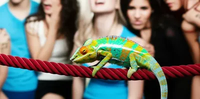 Illustration insinuate - Image 1