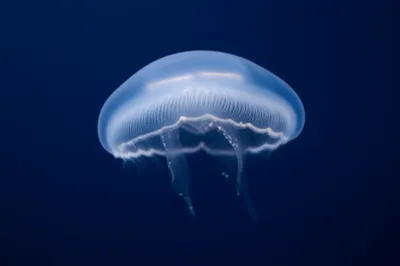 Illustration umbrellas - Image 1