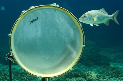 Illustration tambour - Image 1