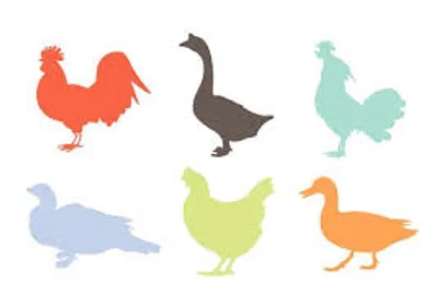 Illustration poultry - Image 2