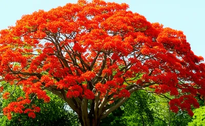 Illustration flamboyant