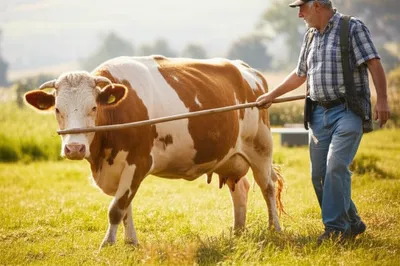 Illustration prodded - Image 1