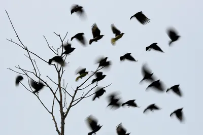 Illustration disband