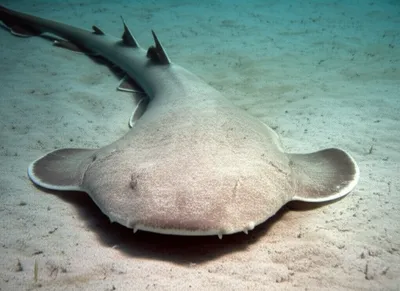 Illustration squat - Image 1