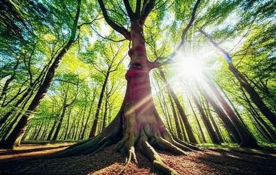 Hình ảnh minh họa greatest - Ảnh 1