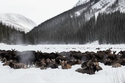 Hình ảnh minh họa yod - Ảnh 1