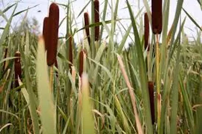 Illustration reed - Image 2