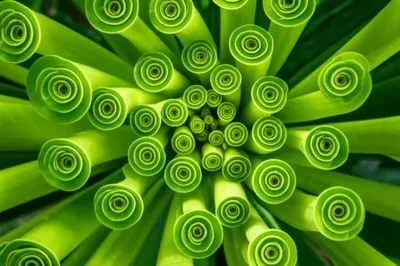 Illustration whorled - Image 1