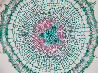 Illustration stele - Image 1