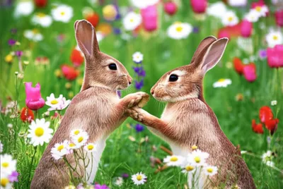 Illustration tapped - Image 1