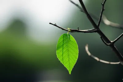 Illustration remain - Image 1