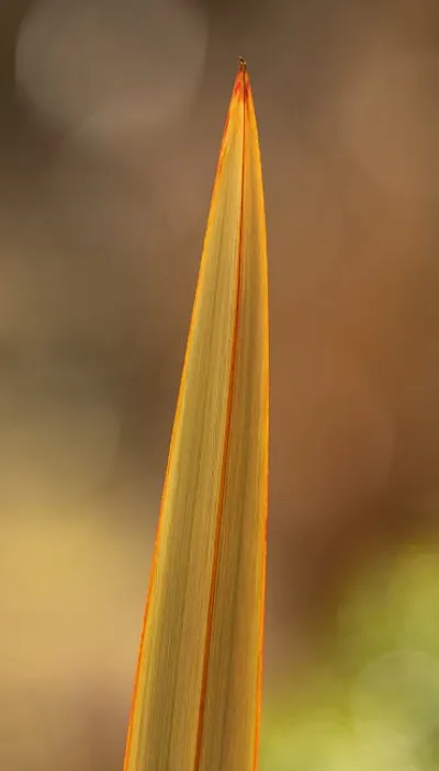 Illustration phormium - Image 2