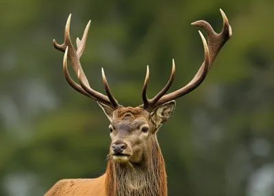 Illustration trays - Image 1