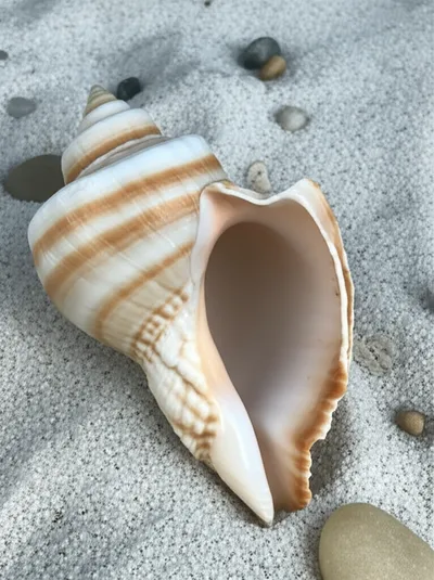Illustration cowries - Image 2