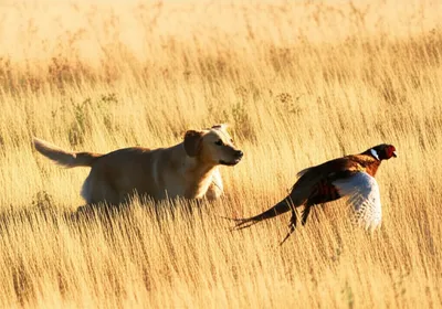 Illustration fielder - Image 1