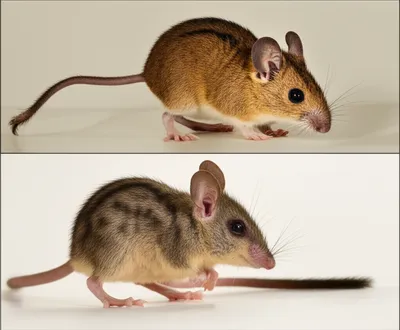 Illustration mice - Image 1