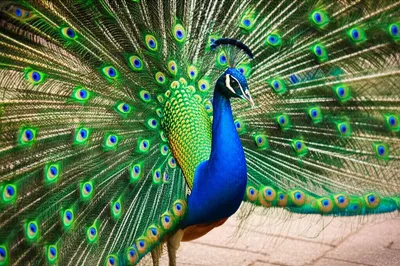 Illustration flaunts - Image 1