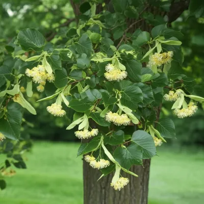 Illustration lime - Image 1