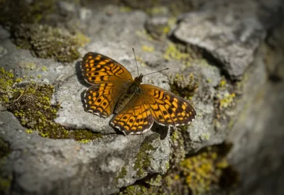 Illustration wall - Image 1