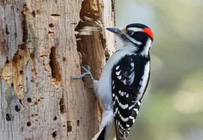 Illustration taps - Image 1